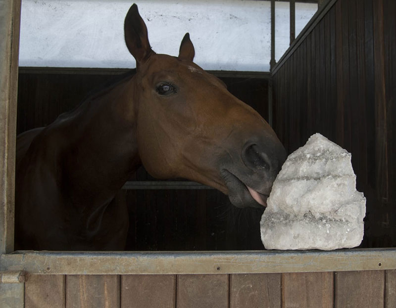 Las piedras de sal para caballos, ¿son necesarias?